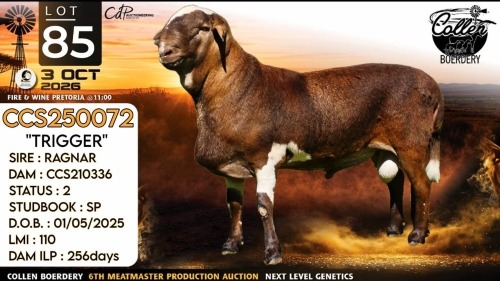 1 X MEATMASTER RECORDED RAM Collen Boerdery
