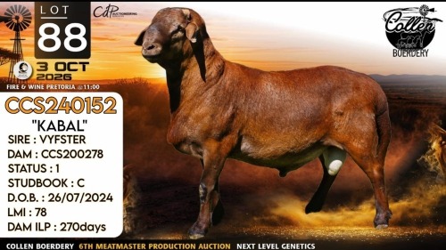 1 X MEATMASTER RECORDED RAM Collen Boerdery
