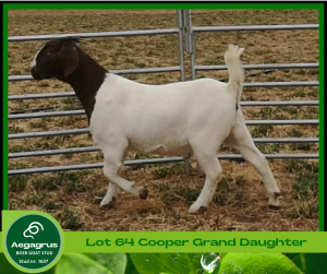 1 X BOERBOK OOI / EWE AEGAGRUS BOERBOKSTOET POTENTIAL STUD 