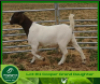 1 X BOERBOK OOI / EWE AEGAGRUS BOERBOKSTOET POTENTIAL STUD