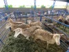 LOT 47 5X OOI/EWE SKAAP Gou - Gou, Jaco Naude - 083 631 5562 (Per stuk om lot te neem/Per Piece to take the lot) - 2