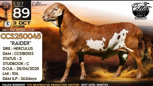 1 X MEATMASTER RECORDED RAM Collen Boerdery
