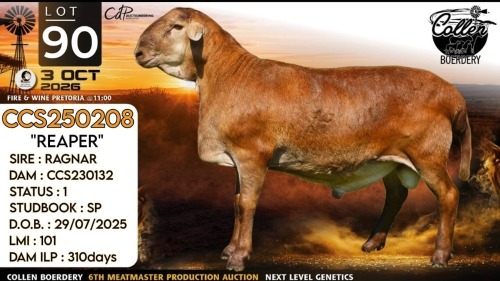 1 X MEATMASTER RECORDED RAM Collen Boerdery