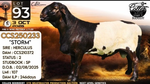 1 X MEATMASTER RECORDED RAM Collen Boerdery