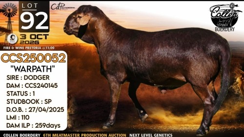 1 X MEATMASTER RECORDED RAM Collen Boerdery