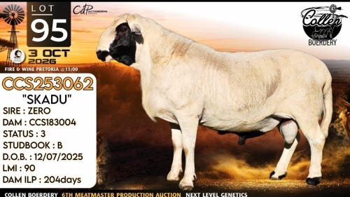1 X MEATMASTER RECORDED RAM Collen Boerdery