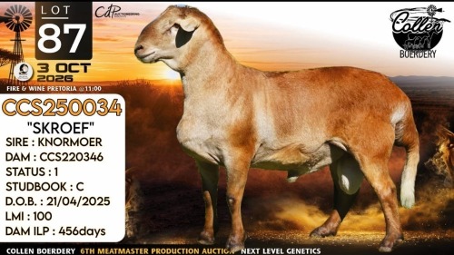 1 X MEATMASTER RECORDED RAM Collen Boerdery