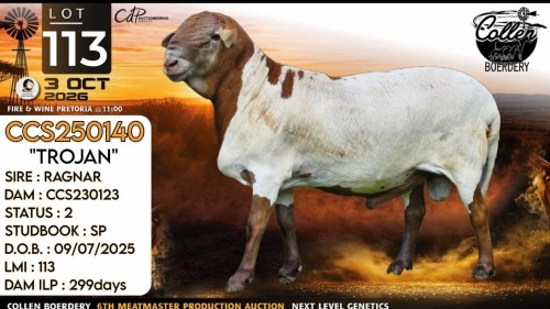 1 X MEATMASTER RECORDED RAM Collen Boerdery
