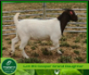 1 X BOERBOK OOI / EWE AEGAGRUS BOERBOKSTOET POTENTIAL STUD - 2