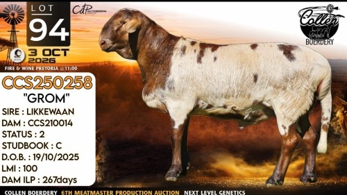 1 X MEATMASTER RECORDED RAM Collen Boerdery