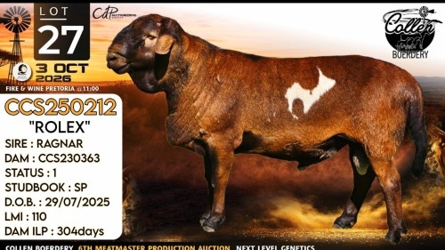 1 X MEATMASTER RECORDED RAM Collen Boerdery