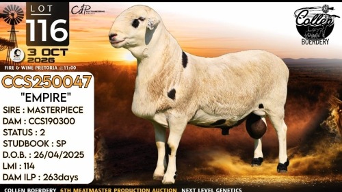 1 X MEATMASTER RECORDED RAM Collen Boerdery