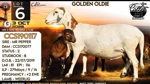 1+2 X MEATMASTER RECORDED EWE Collen Boerdery