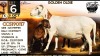 1+2 X MEATMASTER RECORDED EWE Collen Boerdery