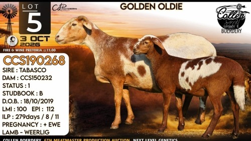 1+1 X MEATMASTER RECORDED EWE Collen Boerdery