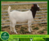 1 X BOERBOK OOI / EWE AEGAGRUS BOERBOKSTOET POTENTIAL STUD - 3