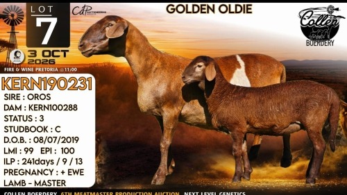 1+1 X MEATMASTER RECORDED EWE Collen Boerdery