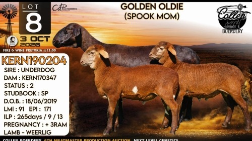 1+2 X MEATMASTER RECORDED EWE Collen Boerdery