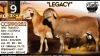 1+1 X MEATMASTER RECORDED BREEDERS CHOICE EWE Collen Boerdery - 2