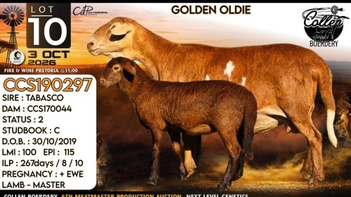 1+1 X MEATMASTER RECORDED EWE Collen Boerdery
