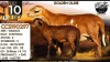 1+1 X MEATMASTER RECORDED EWE Collen Boerdery