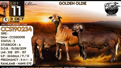 1+2 X MEATMASTER RECORDED COMMERCIAL EWE Collen Boerdery