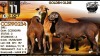 1+2 X MEATMASTER RECORDED COMMERCIAL EWE Collen Boerdery - 2