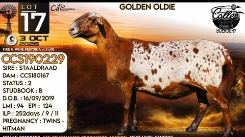 1 X MEATMASTER NOT RECORDED PREGNANT EWE Collen Boerdery