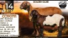 1+1 X MEATMASTER RECORDED EWE Collen Boerdery