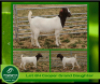 1 X BOERBOK OOI / EWE AEGAGRUS BOERBOKSTOET POTENTIAL STUD - 4