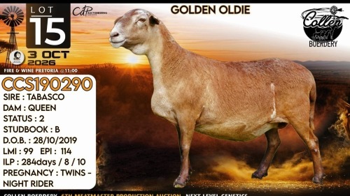 1 X MEATMASTER NOT RECORDED PREGNANT EWE Collen Boerdery