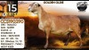 1 X MEATMASTER NOT RECORDED PREGNANT EWE Collen Boerdery