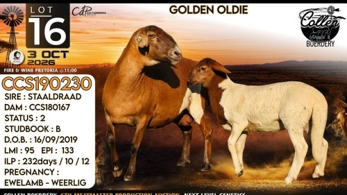1+1 X MEATMASTER NOT RECORDED EWE Collen Boerdery