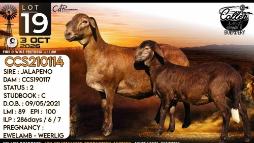 1 X MEATMASTER NOT RECORDED EWE Collen Boerdery