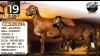 1 X MEATMASTER NOT RECORDED EWE Collen Boerdery