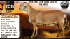 1+1 X MEATMASTER NOT RECORDED EWE Collen Boerdery - 2