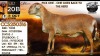 1+1 X MEATMASTER NOT RECORDED EWE Collen Boerdery - 3