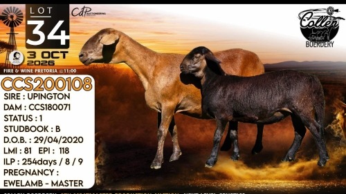 1+1 X MEATMASTER RECORDED EWE Collen Boerdery