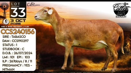 1 X MEATMASTER RECORDED PREGNANT EWE Collen Boerdery