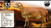 1 X MEATMASTER RECORDED PREGNANT EWE Collen Boerdery