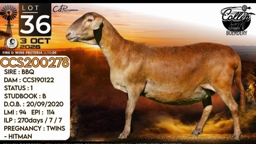 1 X MEATMASTER RECORDED PREGNANT EWE Collen Boerdery