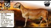 1 X MEATMASTER RECORDED PREGNANT EWE Collen Boerdery