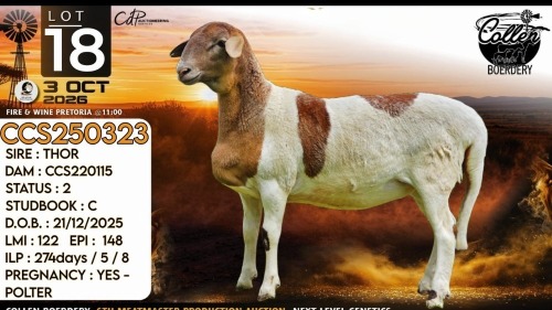 1 X MEATMASTER NOT RECORDED PREGNANT EWE Collen Boerdery