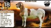 1 X MEATMASTER NOT RECORDED PREGNANT EWE Collen Boerdery - 2