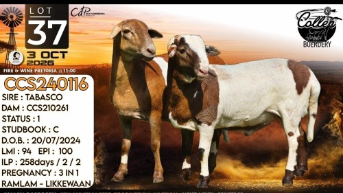 1+1 X MEATMASTER RECORDED PREGNANT EWE Collen Boerdery