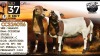 1+1 X MEATMASTER RECORDED PREGNANT EWE Collen Boerdery
