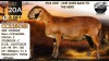 1 X MEATMASTER NOT RECORDED EWE Collen Boerdery - 2