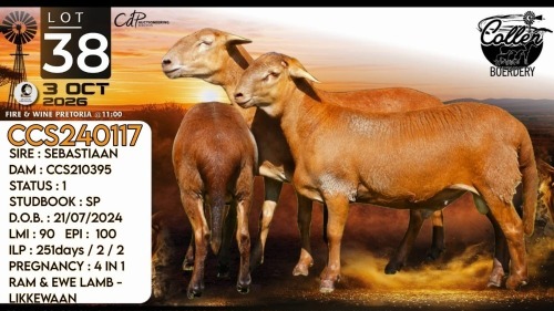 1+2 X MEATMASTER RECORDED PREGNANT EWE Collen Boerdery