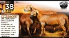 1+2 X MEATMASTER RECORDED PREGNANT EWE Collen Boerdery - 2