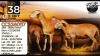 1+2 X MEATMASTER RECORDED PREGNANT EWE Collen Boerdery - 3